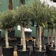 Palmiers Oliviers & Arbustes : 