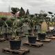 Palmiers Oliviers & Arbustes : 