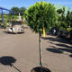 Palmiers Oliviers & Arbustes : Cupressus boule