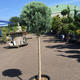 Palmiers Oliviers & Arbustes : Cupressus boule