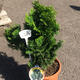 Palmiers Oliviers & Arbustes : Chamaecyparis Nana Gracilis 