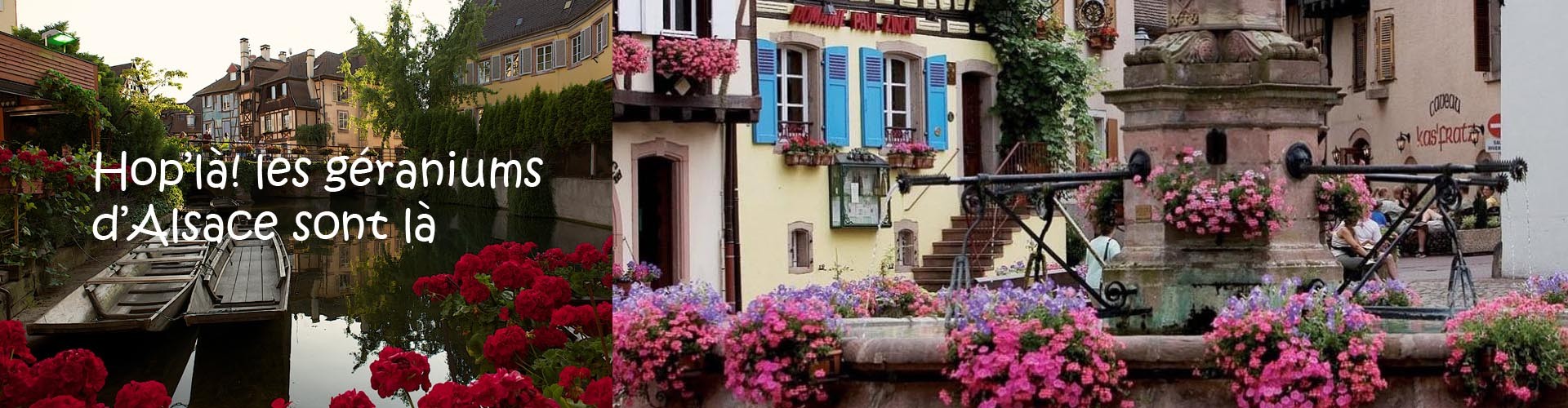 Jumbofleurs à Ham-sous-Varsberg, magasin de plantes et fleurs
